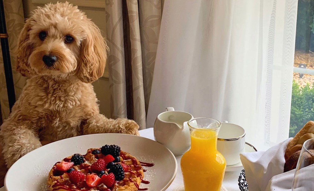 Detailed-Use-Cases-Pet-friendly-Hotels
