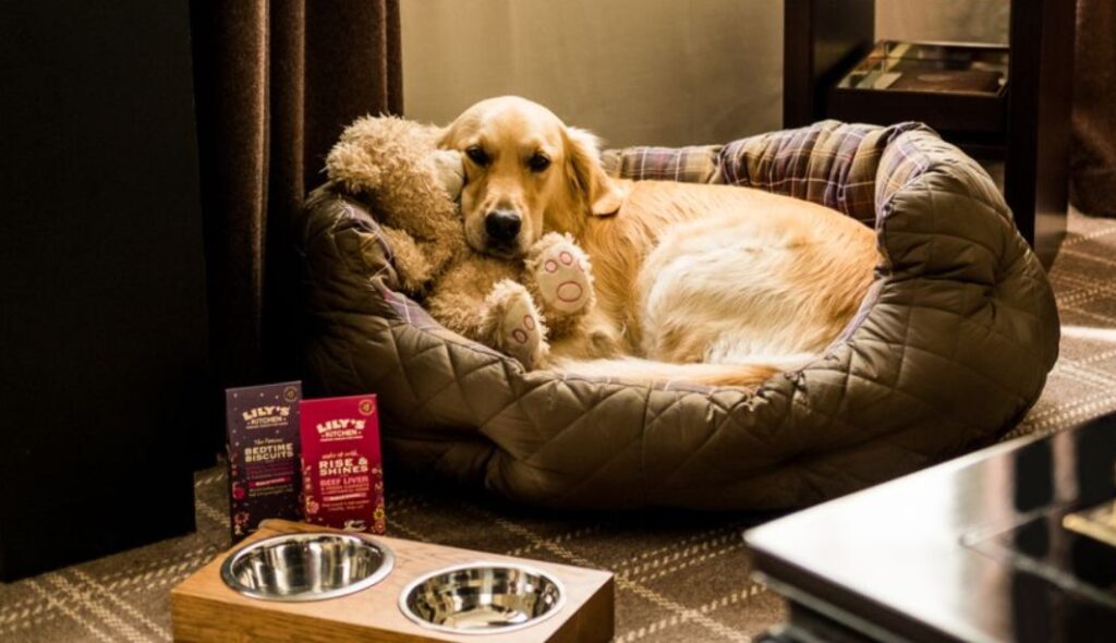 How-to-Book-Your-Pet-friendly-Hotel