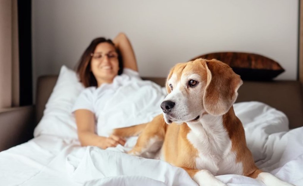 Top-Pet-friendly-Hotels