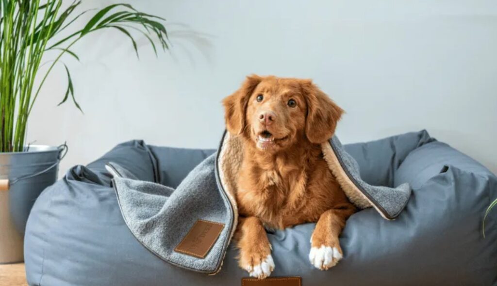 Why-Choose-Pet-Friendly-Luxury-Hotels