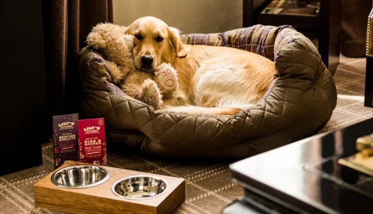 how-to-find-the-best-pet-friendly-luxury-hotels