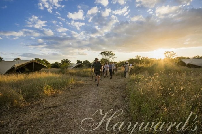 Best Hotels with Wildlife Encounters and Safari Access