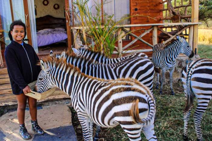 Best Hotels with Wildlife Encounters and Safari Access