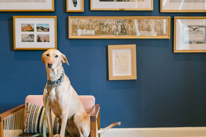 Hotels with Pet Spas and Dog-Friendly Services