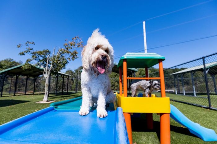 Hotels with Pet Spas and Dog-Friendly Services
